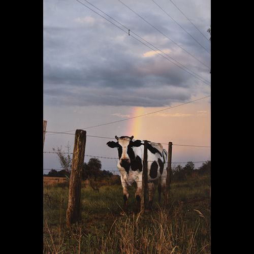 Vaca e arco-íris