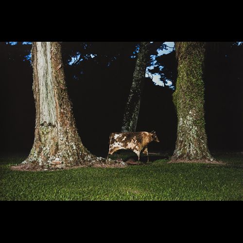 Vaca-mecânica em pátio