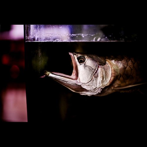 Peixe Aruanã (Arowana) também chamado de peixe-dragão, nome associado a bons presságios e fortuna